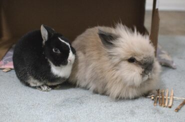 Guardian of the chew sticks