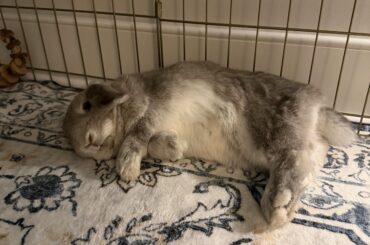 Baby George flopped down next to me 🩶