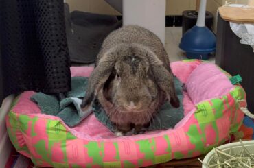 anyone know what breed he is? he is about 1-2 years old and around 8lb. the person that gave him to me said he is a french lop. thoughts? (also not his enclosure)