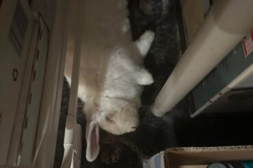 My family loves whenever Walter flops over, my mom calls it “the daily heart attack” 😆