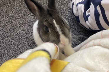 searching for banan (bit blurry)