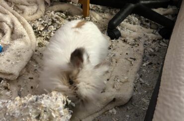 Lions Head or Jersey Woolly?