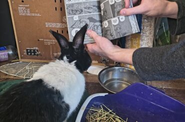 Trying to teach Oreo about comics