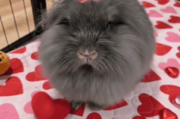 It's Valentine's Day! 🩷🎀