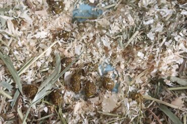 Irregular-sized poop