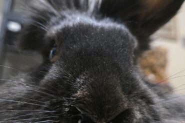 This is Ozzy's nose. There are many like it. But this one is his.