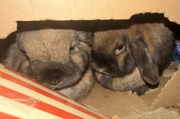 Presenting the Floofington Sistas new album Straight Outta da Fluffle