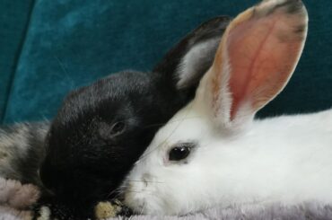 Can anyone give me a breed ID?