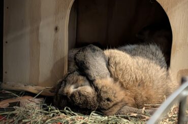 Nothing like a good passed out flop to scare me!