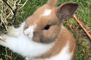 Just a little bunny on a big adventure- up to no good and loving every hop.🥰💫