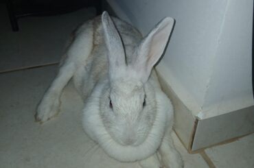 Look at that leg sticking out, what's she trying to do? So cute