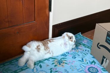 very busy bunny