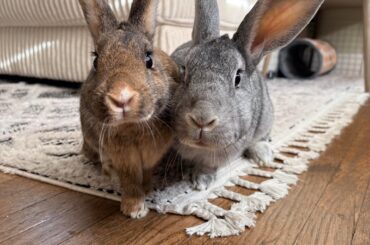 Decal dysbiosis experiences?