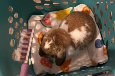 So begins the spring-summer shedding