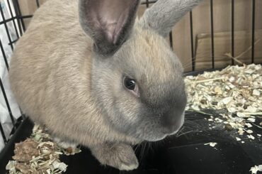 Teddy bear escaped his play area and hid behind the washing machine. Shame him