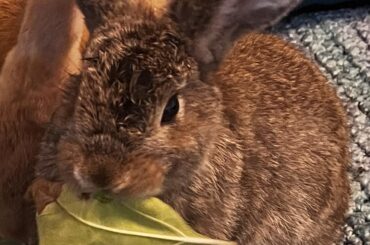 She’ll eat that leaf but she’s not happy about it!