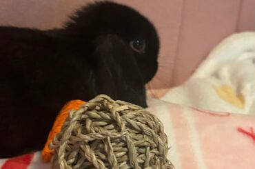 Tips for bonding with bunnies??