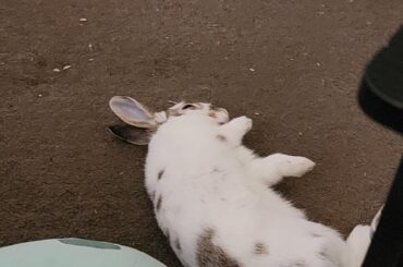 Some sleepy bun pictures