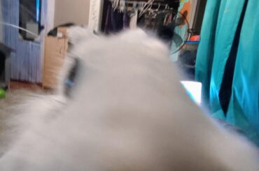 I was trying to take a picture and bro ran up and sniffed my camera