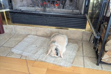 Waffle is back enjoying the fire