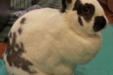 english spot mix female