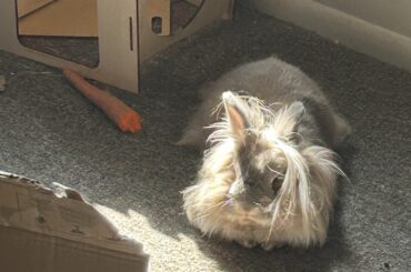 Bunny won’t eat chewy things.