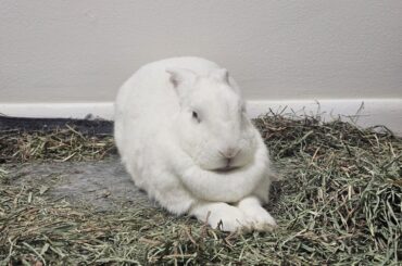 Stand alone hay holder recommendations?