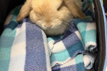 He fell asleep at the vet today while I rubbed his head, and didnt even flinch when he got his first Vaccine. ❤️