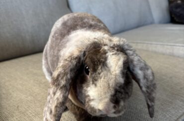 My bunny only like alfalfa hay