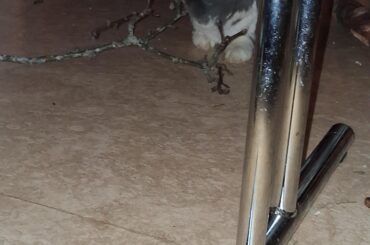 Is it okay and safe for my rabbit to eat this whole stick?