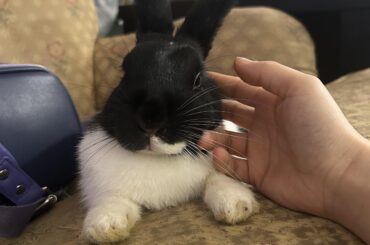 Brought Hanni over to a friends for her first girls night 🥰