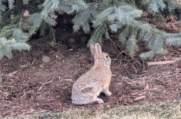 Wild buns with odd marking