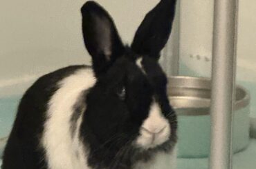 I now present to you Oreo’s, “…and you’re not feeding me or petting me right now why?” look