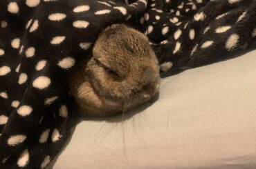 How do you deal with people who don’t like bunnies? Easily you don’t 🥹