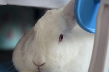 His majesty sitting upon his plastic throne