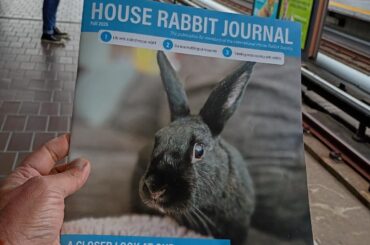 Submissions are open for the House Rabbit Journal! 📝🐰