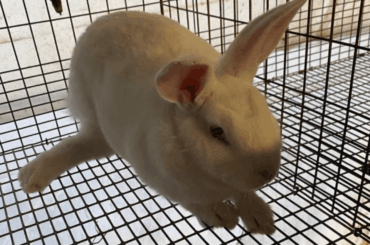 Advice/Help Rescued bunny with splayed/broken leg