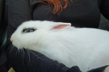 How can I move from greece to germany with a pet bunny.