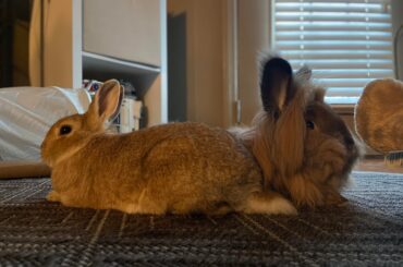 4 years ago, I adopted Peanut after he bonded to my sweet Sesame who unexpectedly passed 8 months later. I decided that Peanut would be my last rabbit. Next week, he will find a (hopefully forever!) partner.