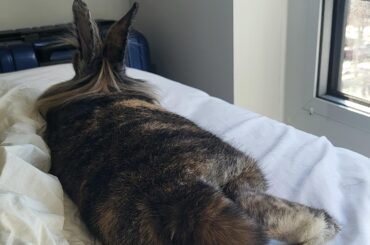 Napping with his mum