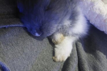 My little baby🐰🥬