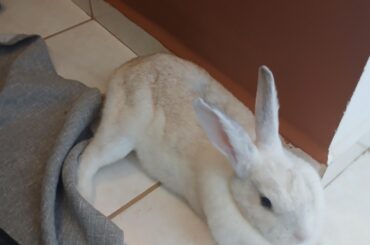 You should be lying on the carpet, not pushing it, little punk bnuy