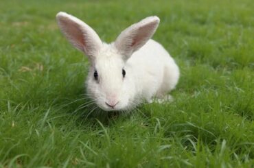 Bunny needs forever home ….