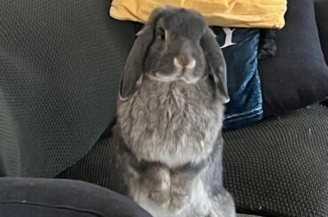 Both my buns stood up today, but I only got one good picture 😅