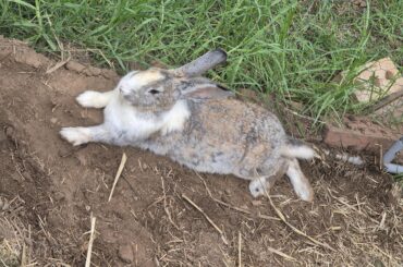 Guess my bunnies breed!