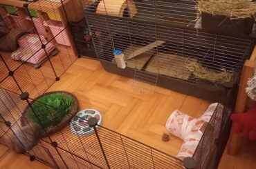 Desperately need advice