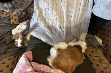 Anyone eles rabbit always need your attention?