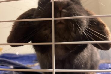 rabbit free roam decision ( PLEASE READ )