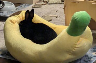 My banana has a black spot on it