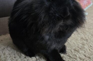 Ozzy is pissed cuz someone stole him's goddamned ears!